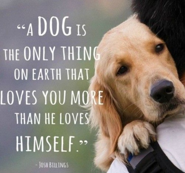labrador dog quotes