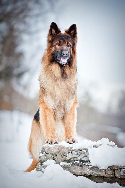 12 Reasons German Shepherds Are The Best-Looking Dogs In The World