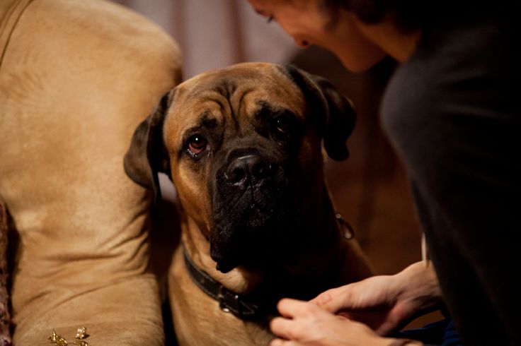 12 Reasons Why You Should Never Own Mastiffs 3 mastiff listen woman cute