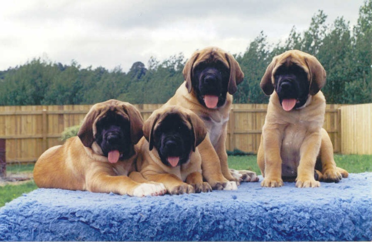 10 Mastiffs That Will Make You Laugh Every Time 22 10 Mastiffs That Will Make You Laugh Every Time 2