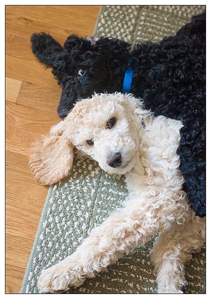 12 Reasons Why You Should Never Own Poodles 8 playful poodles funny