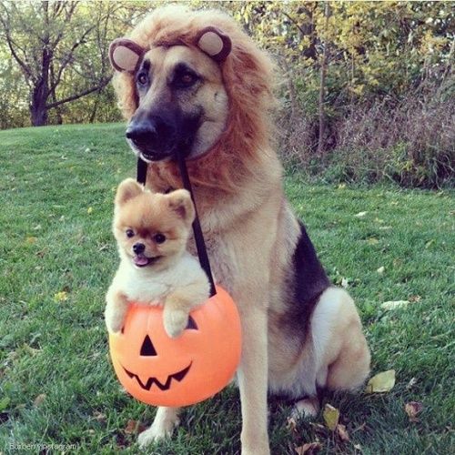 pomeranian and german shepherd ready for halloween