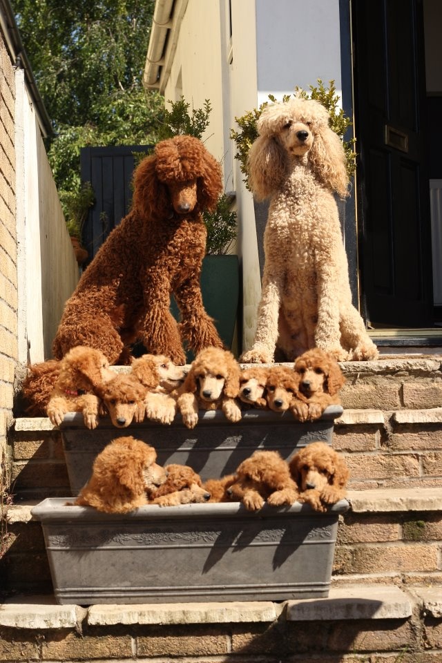 12 Reasons Why You Should Never Own Poodles 6 poodle family pics
