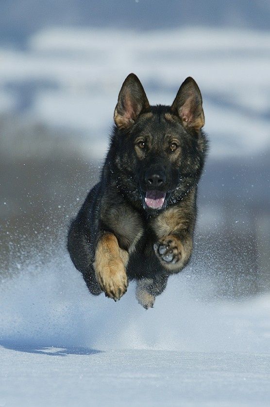 Here Are 10 Facts German Shepherd Lovers Must Always Remember! The last one made me cry! 4 winter running dog german shepherd