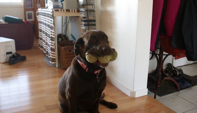 3 balls in labrador mouth