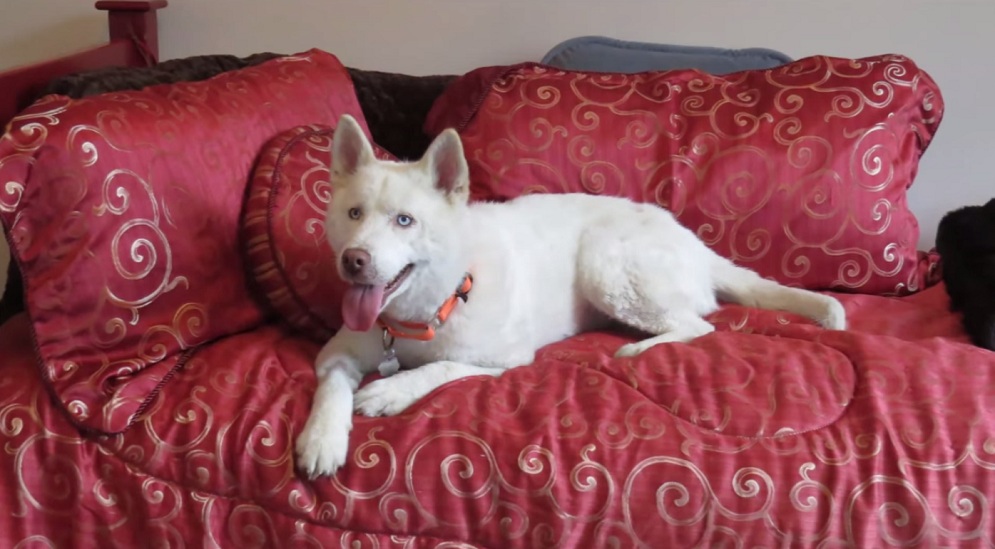 She Lived In Trash Pile. But Not Anymore. 14 Dog adoption home