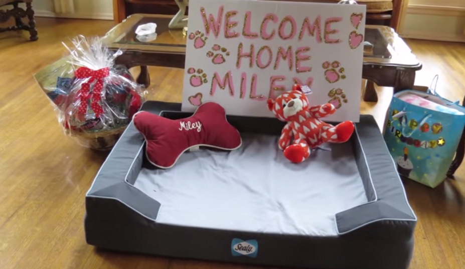 She Lived In Trash Pile. But Not Anymore. 12 Dog adoption