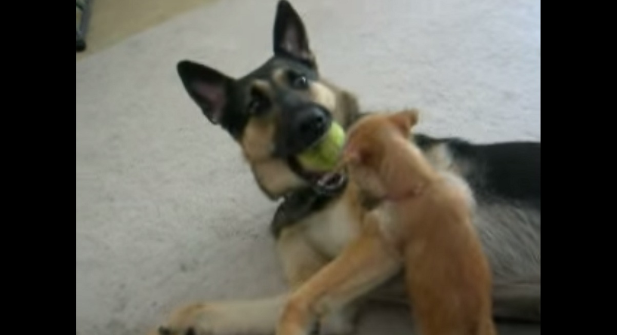 This Baby Wrestles And Takes Down A Big German Shepherd 2