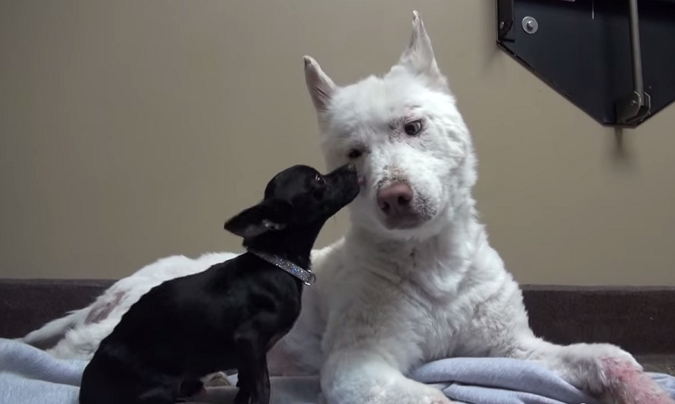 She Lived In Trash Pile. But Not Anymore. 10 Homeless Husky-10