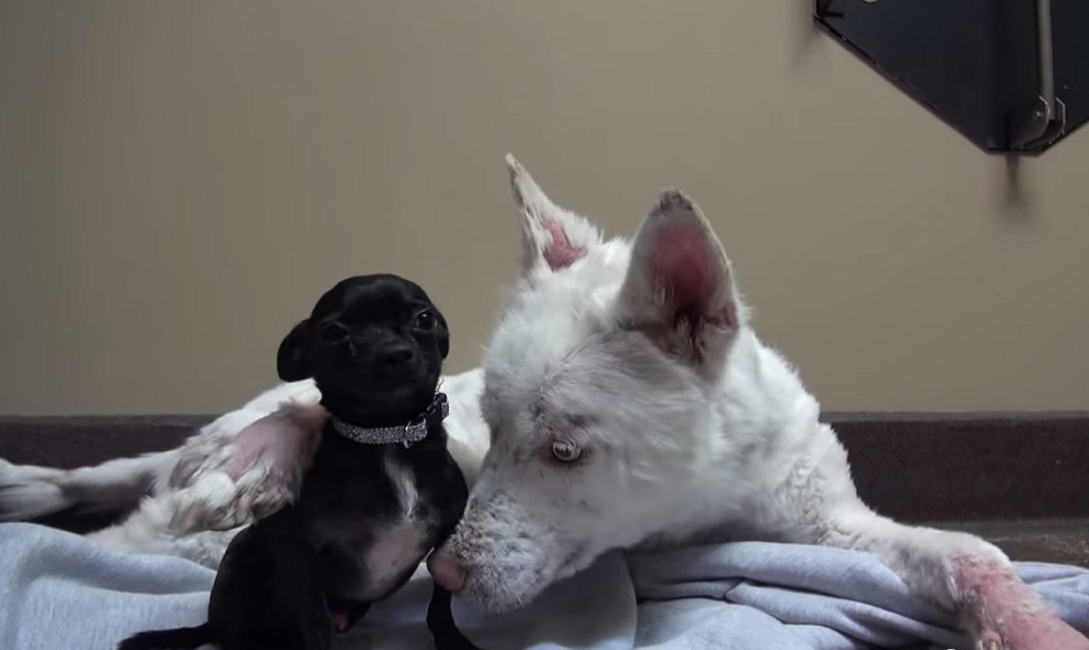 She Lived In Trash Pile. But Not Anymore. 11 Homeless Husky-11