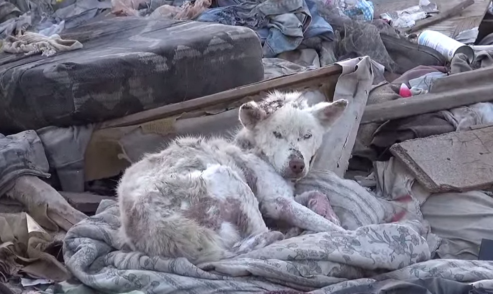 She Lived In Trash Pile. But Not Anymore. 2 Homeless Husky-2
