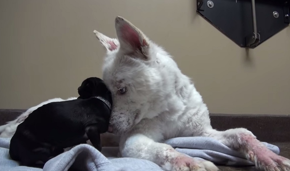 She Lived In Trash Pile. But Not Anymore. 9 Homeless Husky-9