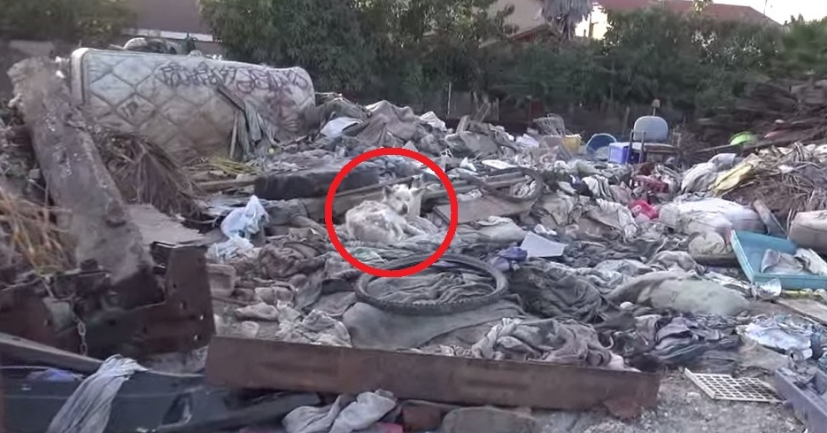 She Lived In Trash Pile. But Not Anymore. 4