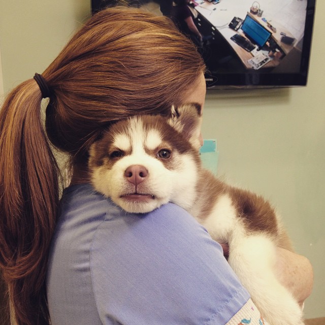 Hugsky cute puppy