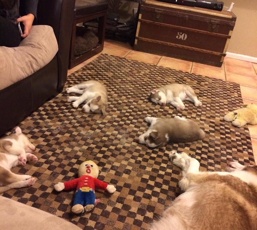 Husky Puppy party over