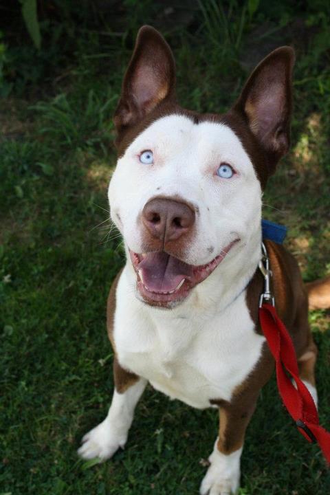 Husky and pitbull mix