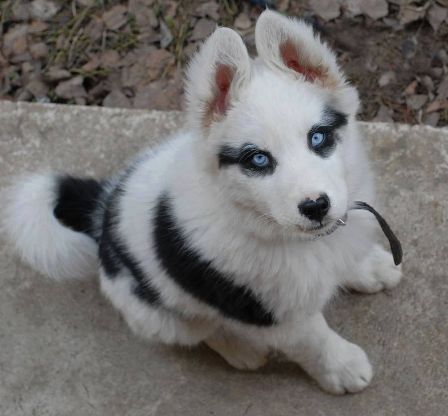 Husky puppy eye liner