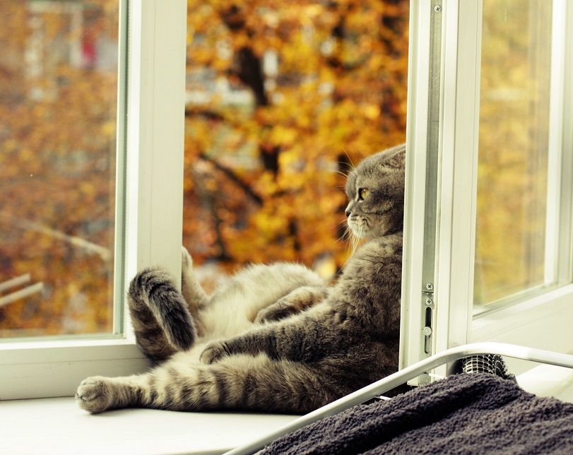 Scottish Fold funny cat