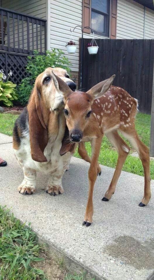 12 Things Only A Basset Hound Owner Would Understand 4 basset hound deer pics