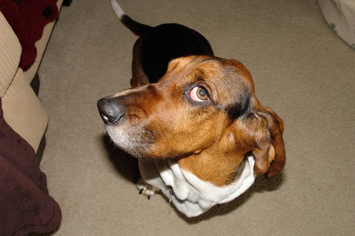 12 Things Only A Basset Hound Owner Would Understand 5