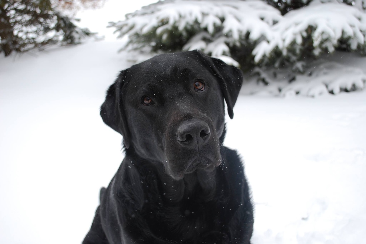 beautiful black labrador pics winter