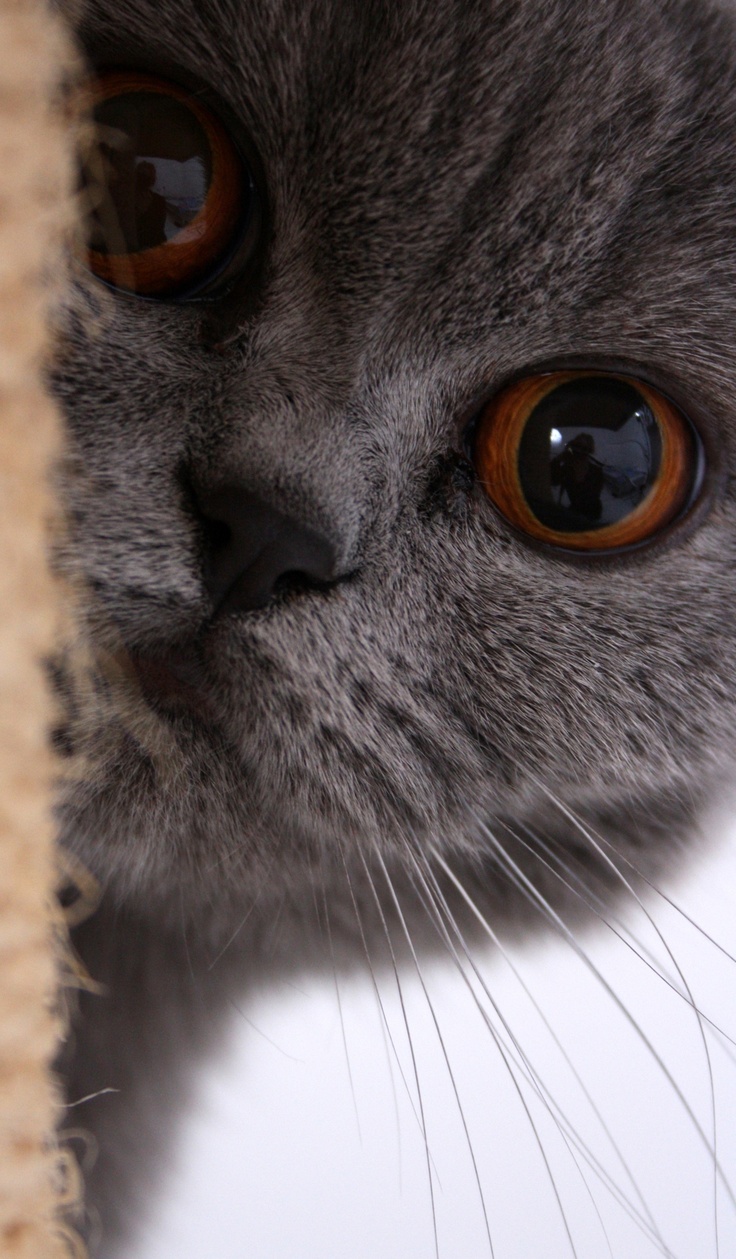 beautiful cat eyes british shorthair