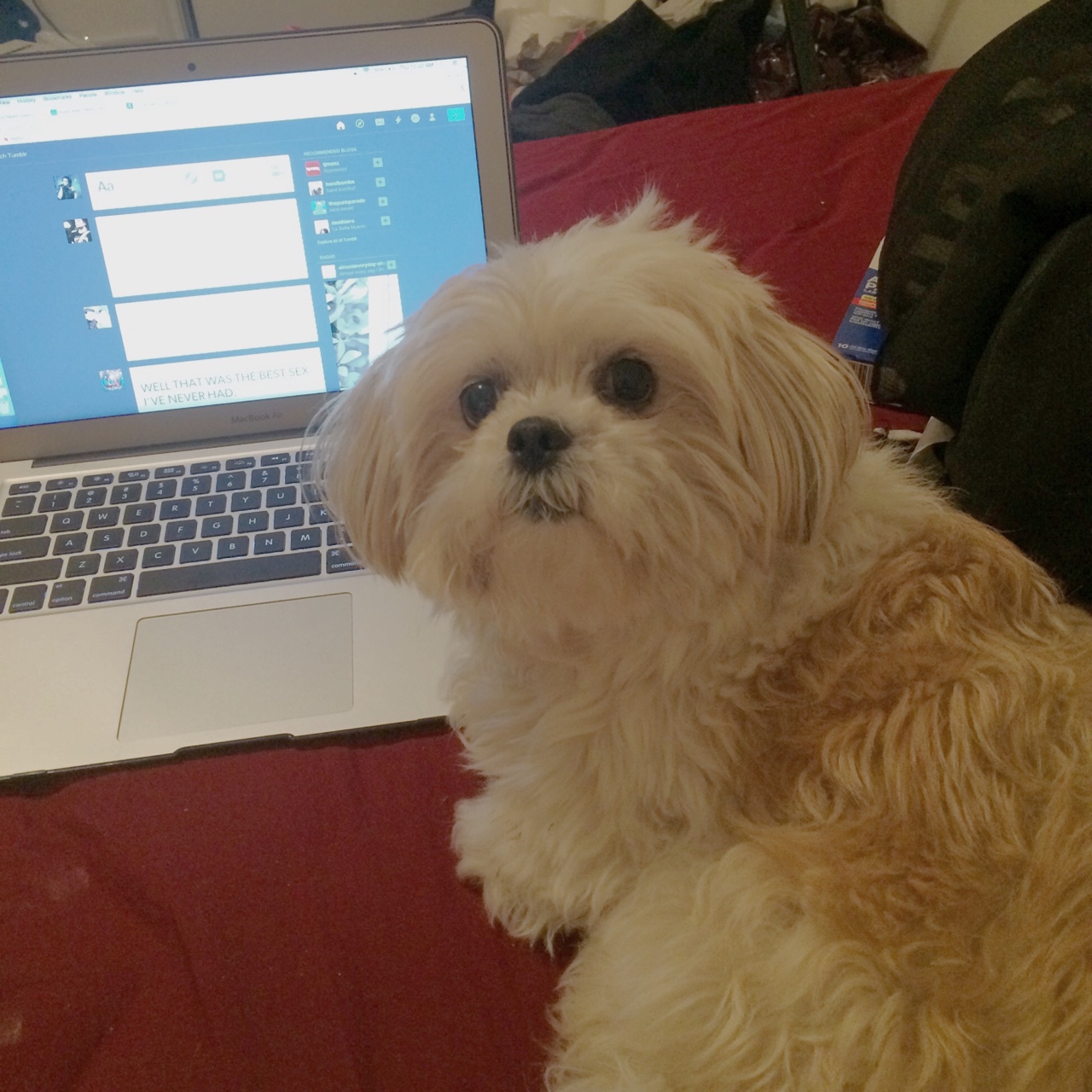 beautiful dog laptop