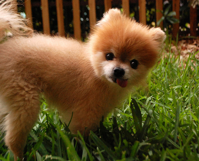 beautiful dog pomeranian photo