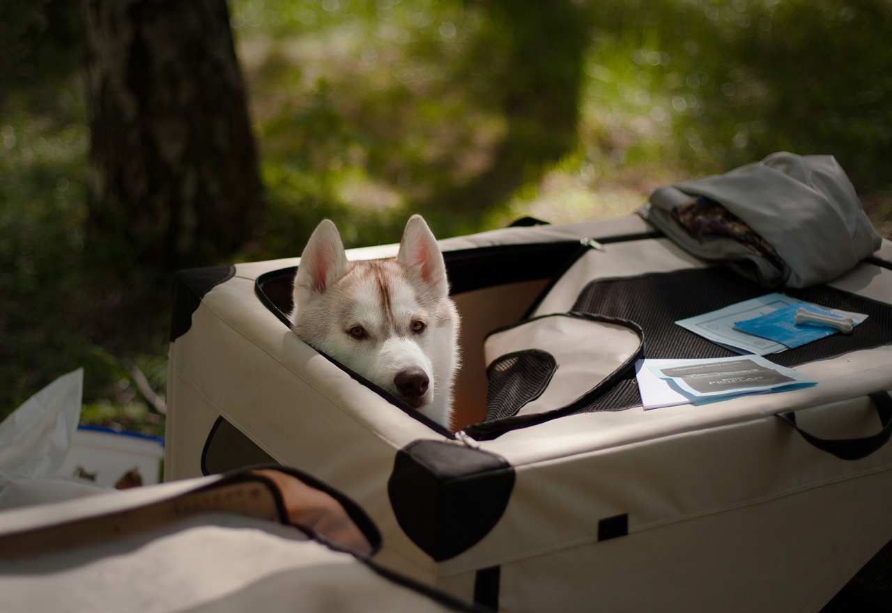 15 Things Only A Husky Owner Would Understand 10 beautiful husky fun pics