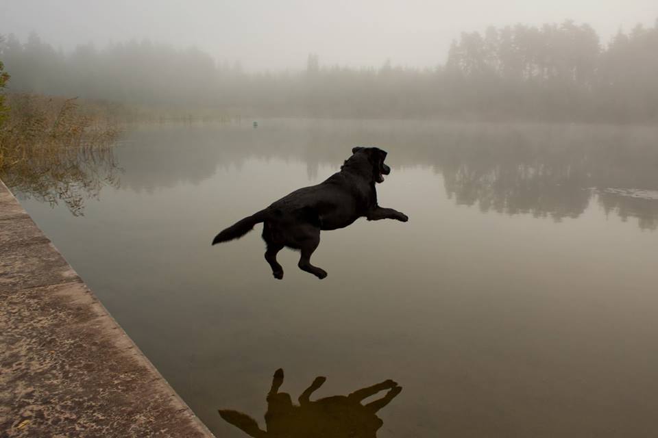 black lab jump water