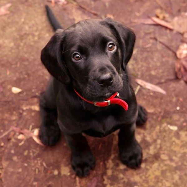 Buy Labrador Black Puppy Dog For Sale In Singapore