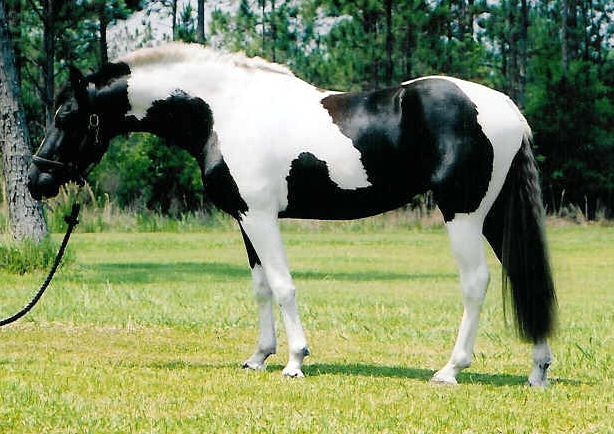black white animal horse