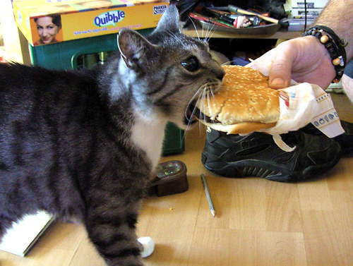 cat and delicious burger