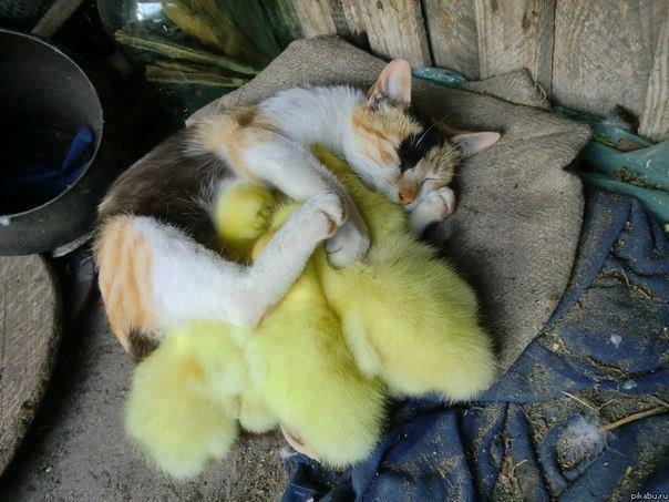 cat and ducklings