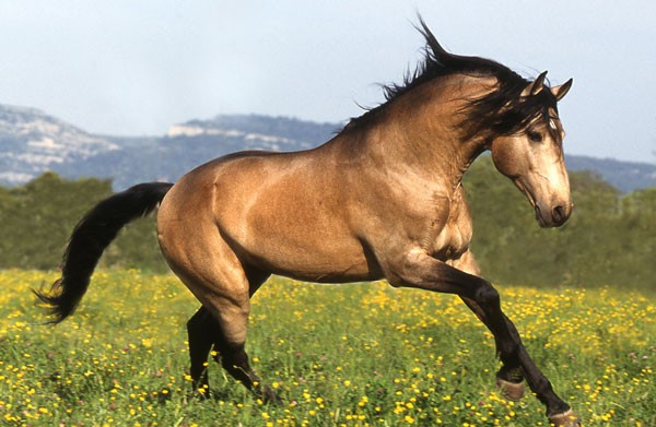 color buskin horse