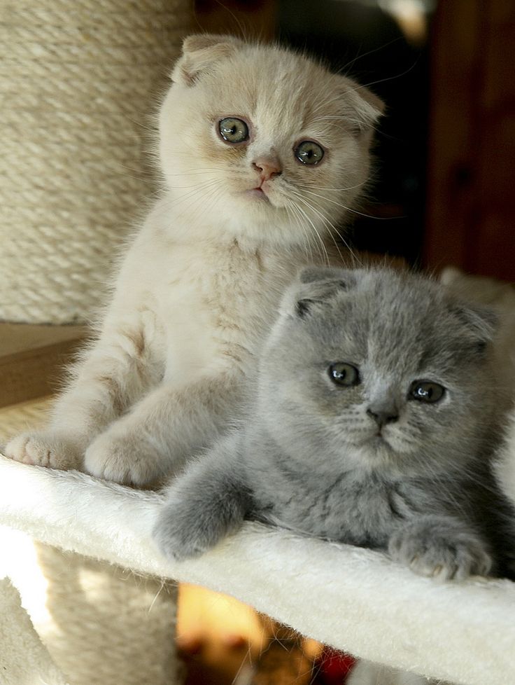 curious cats listen