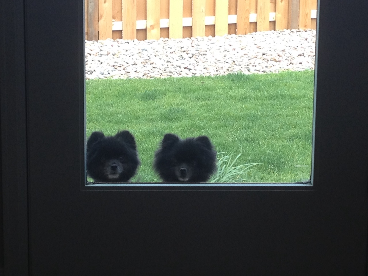 cute black dogs door