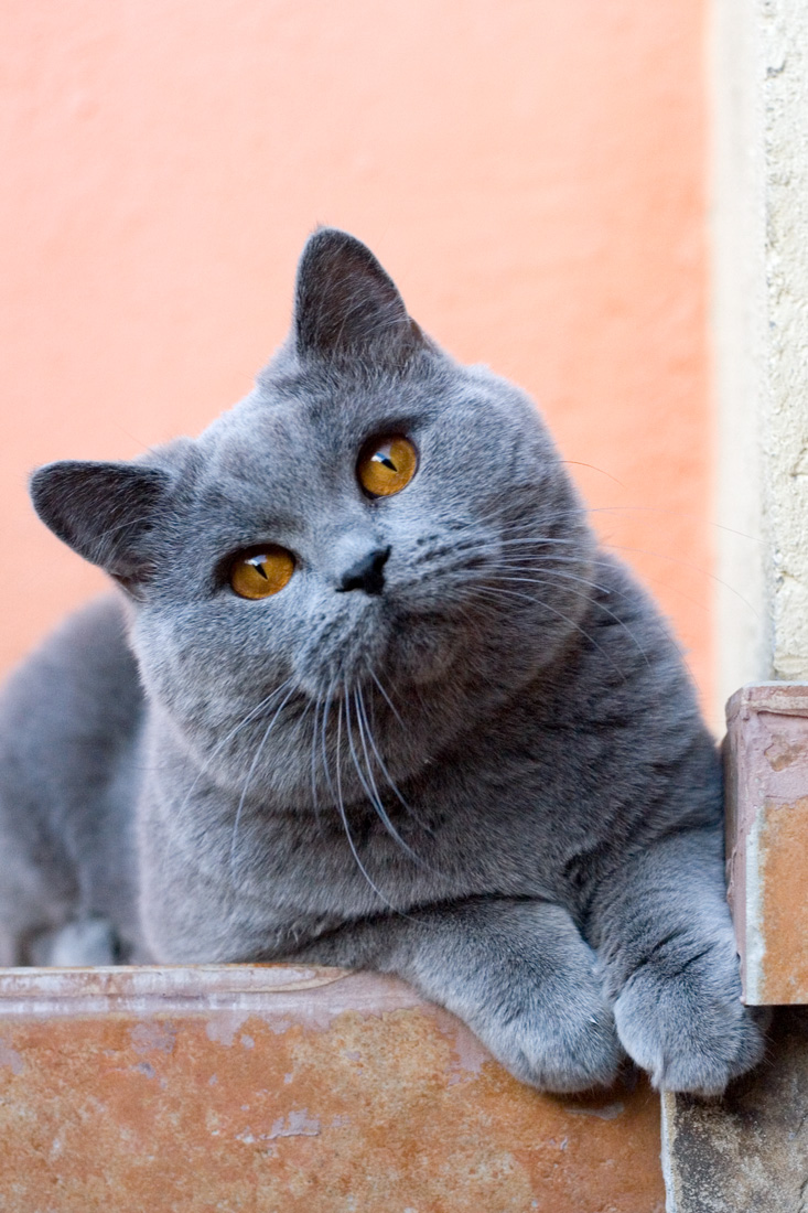 Породы кошек серая британская. Британская короткошёрстная кошка. Картезианская кошка британец. Британская короткошёрстная кошка голубая. Британская кошка короткошерстная серая.