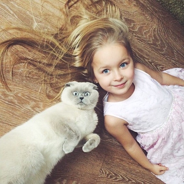 cute child and scottish fold cat