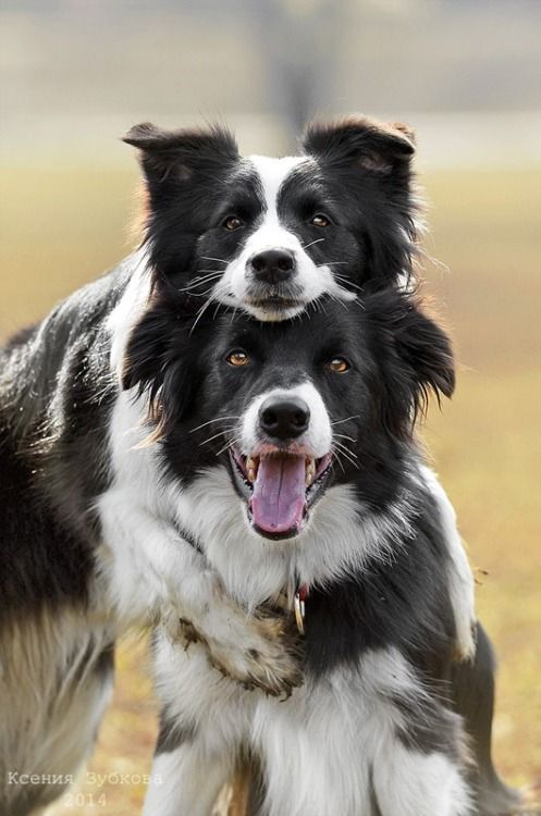 cute collies funny dogs