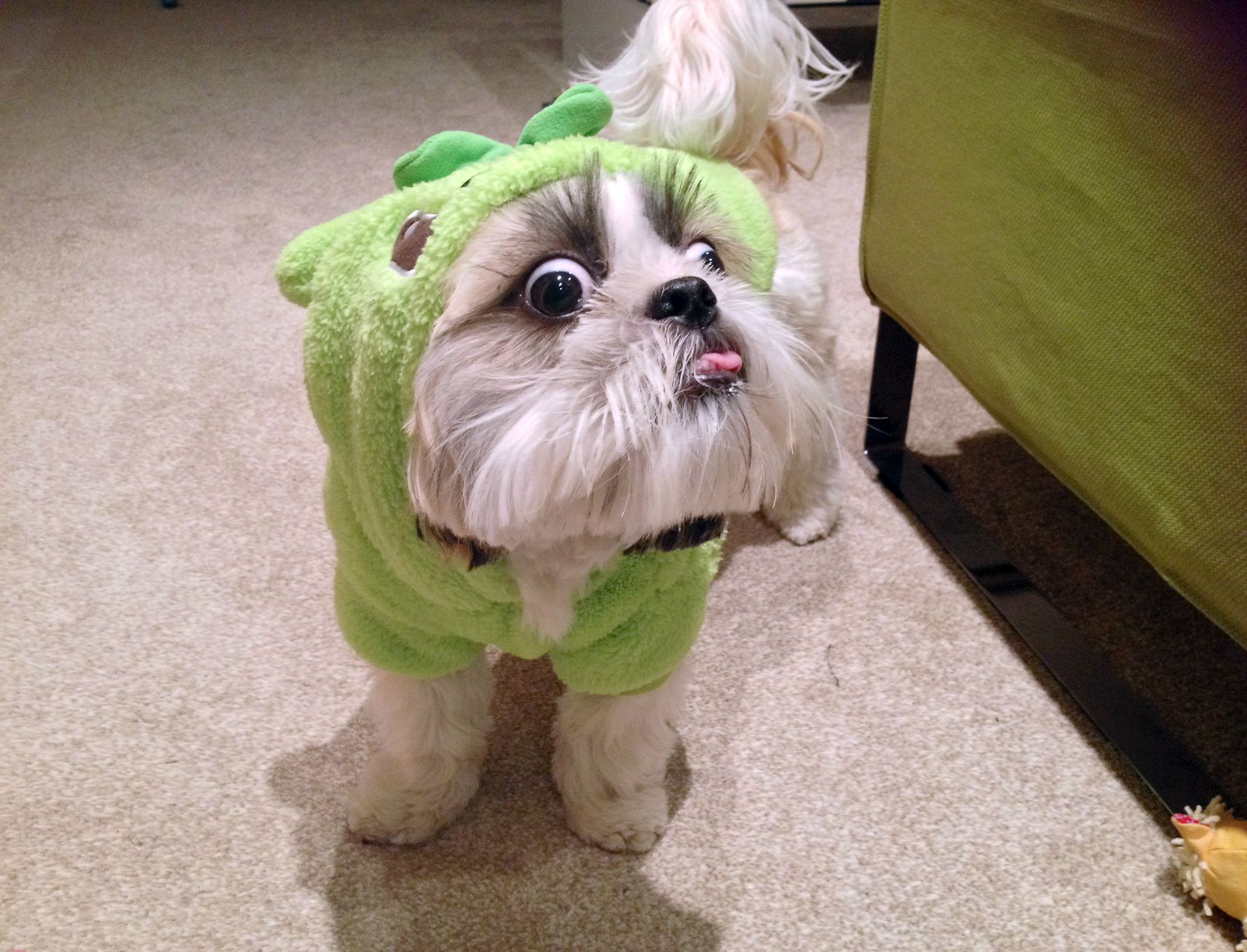 cute costume green funny dog