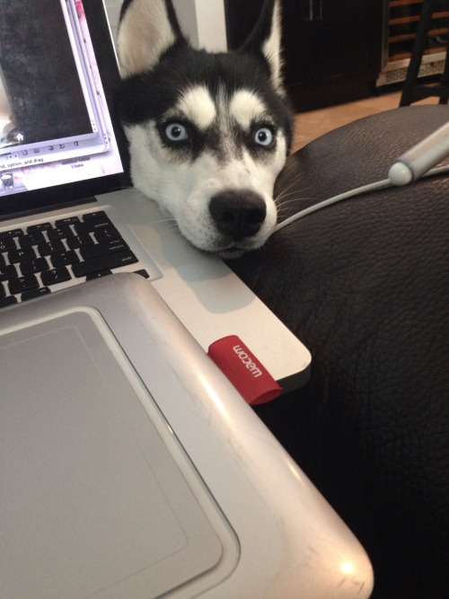 15 Things Only A Husky Owner Would Understand 15 cute dog husky pics
