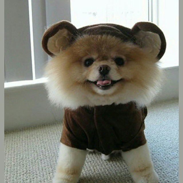 cute dog outfit pics
