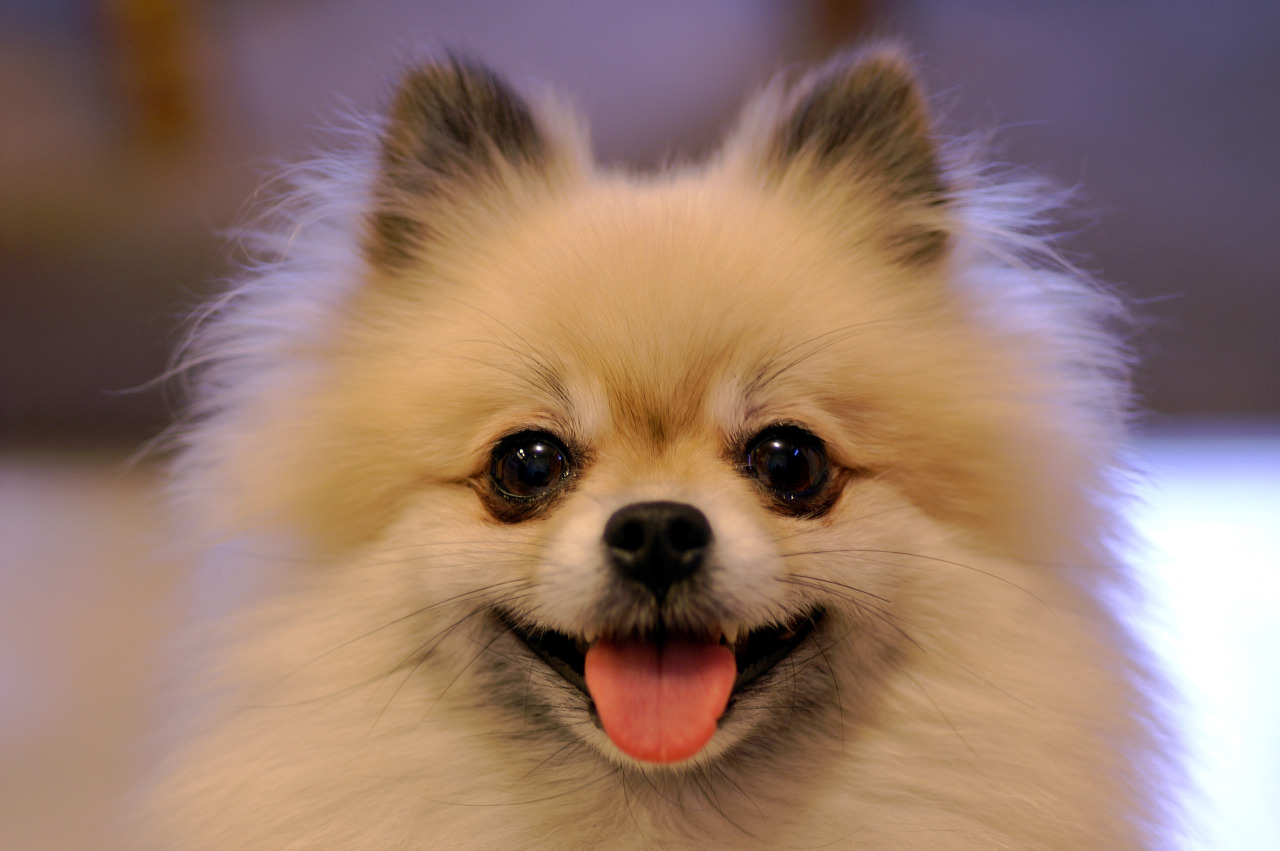 cute face pomeranian pics