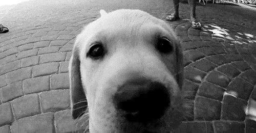 cute gif lab nose