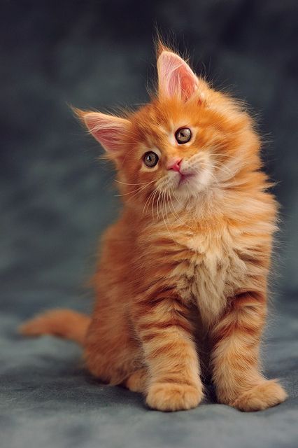 cute ginger kitty eyes