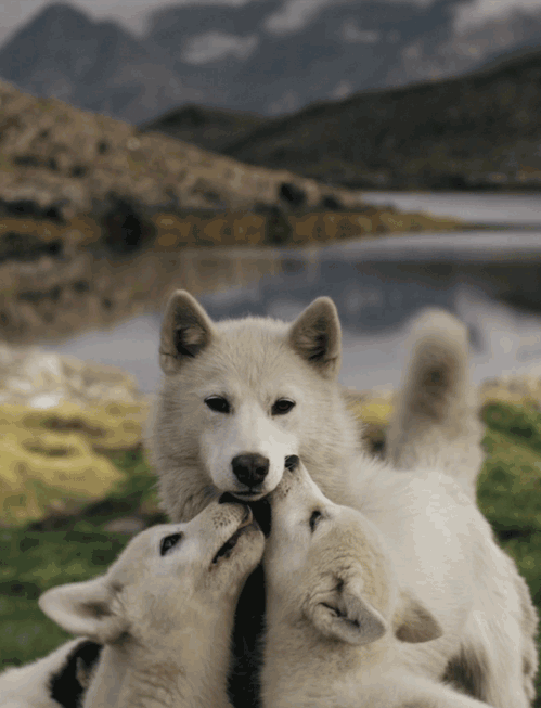 15 Things Only A Husky Owner Would Understand 2 cute husky gifs