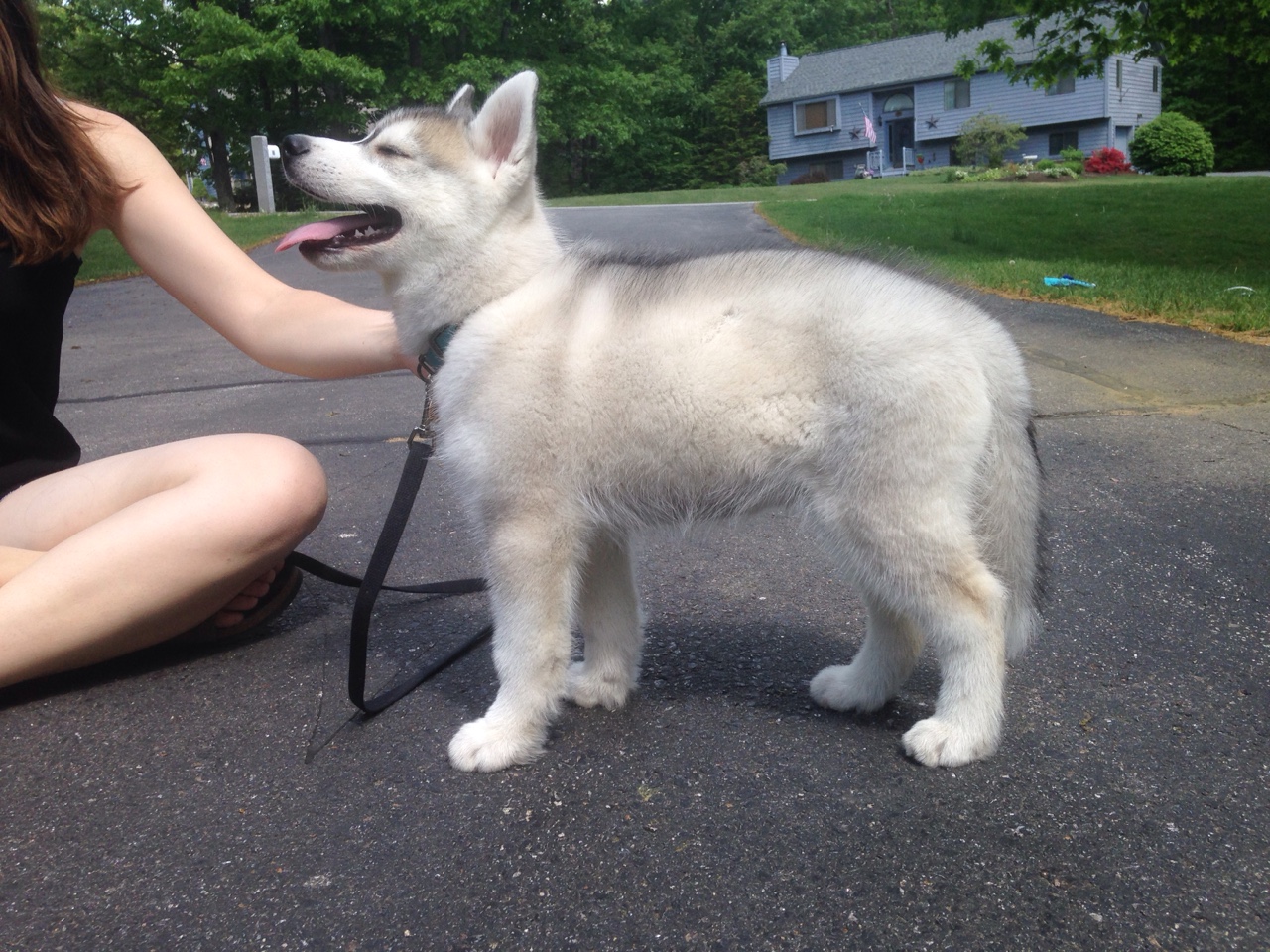 15 Things Only A Husky Owner Would Understand 1 cute husky puppy pics