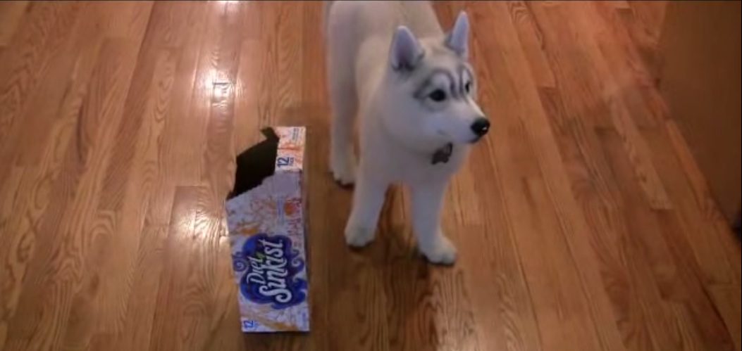 This Dog Maintained His Poise Under Pressure, Watch! 56 This Dog Maintained His Poise Under Pressure, Watch! 6