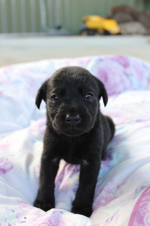 cute lab black puppy